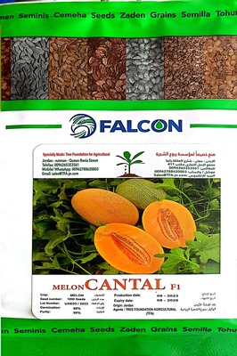 شمام كانتال فالكون 1000 بذرة هجين - Cantal Falcon F1 1000 Hybrid Melon Seeds