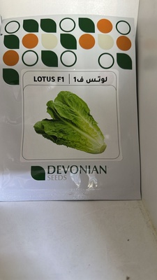 بذور خس لوتس هجين امريكي - Lotus lettuce seeds hybrid (American)