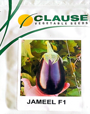 باذنجان جيمل 5000 بذره f1 - Jameel 5000 Seeds F1 Eggplant