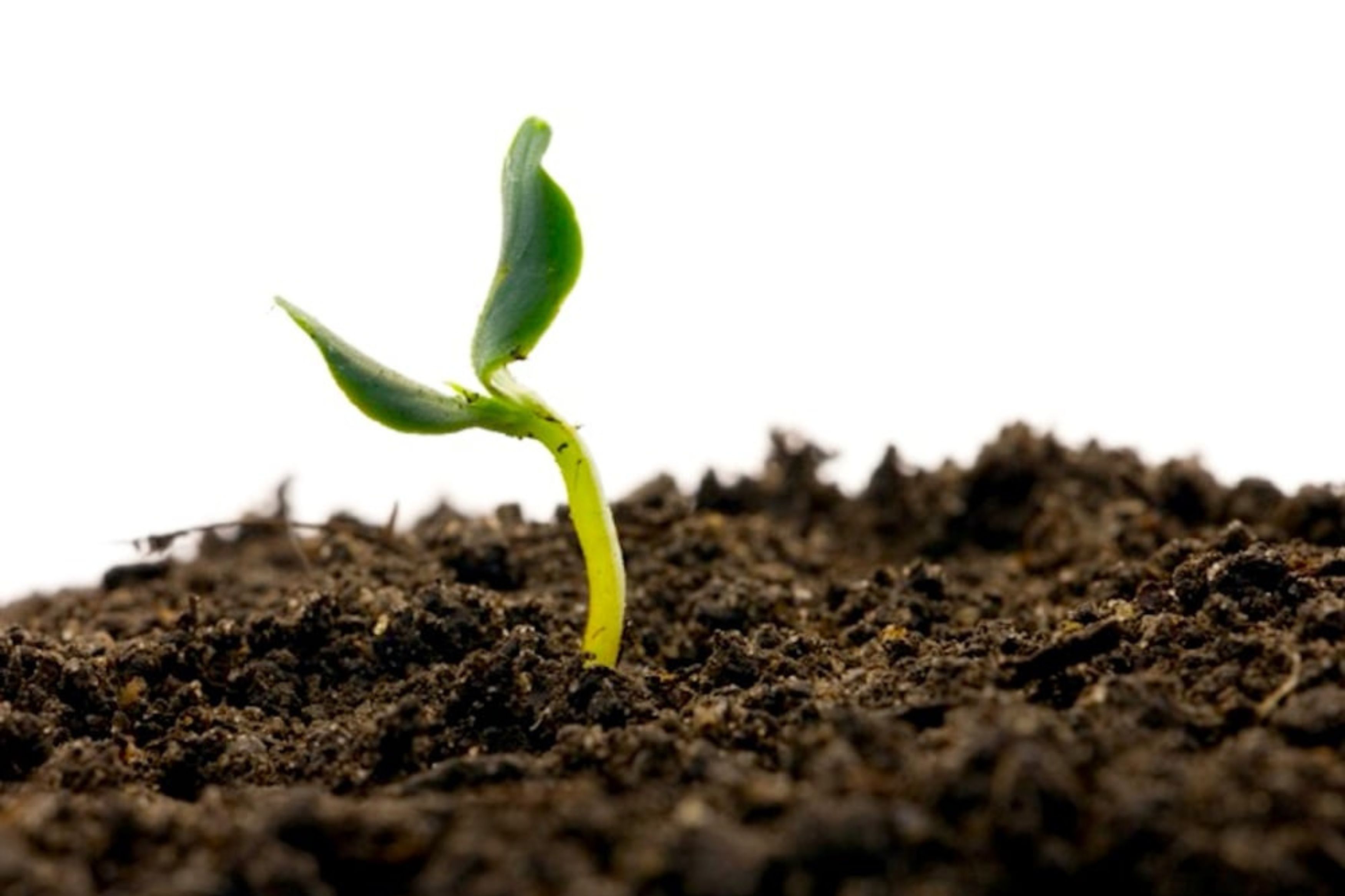 البذور - Seeds